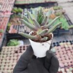 Pachyphytum compactum red