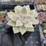 Graptosedum paraguayense