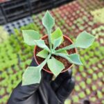 Senecio Cephalophorus