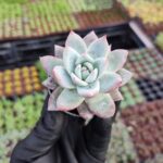 Echeveria colorata