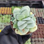 Crassula morgans beauty
