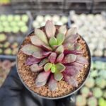 Anacampseros rufescens rubra