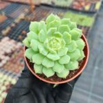 Echeveria derosa