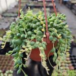 Senecio Rowleyanus Variegata