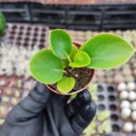 Peperomia optusifolia