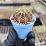 Gymnocalycium Lb Tek Diken