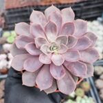 Echeveria Mina