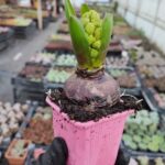 Hyacinthaceae Sümbül - Pembe Çiçekli