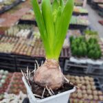 Hyacinthaceae Sümbül - Beyaz Çiçekli