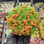 Nertera Granadensis - Mercan Boncuğu