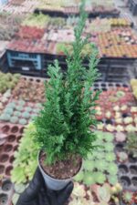 Chamaecyparis law ellwoodii Bodur Çam - Görsel 2