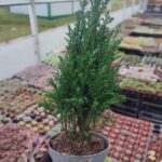 Chamaecyparis law ellwoodii Bodur Çam