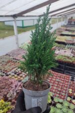 Chamaecyparis law ellwoodii Bodur Çam