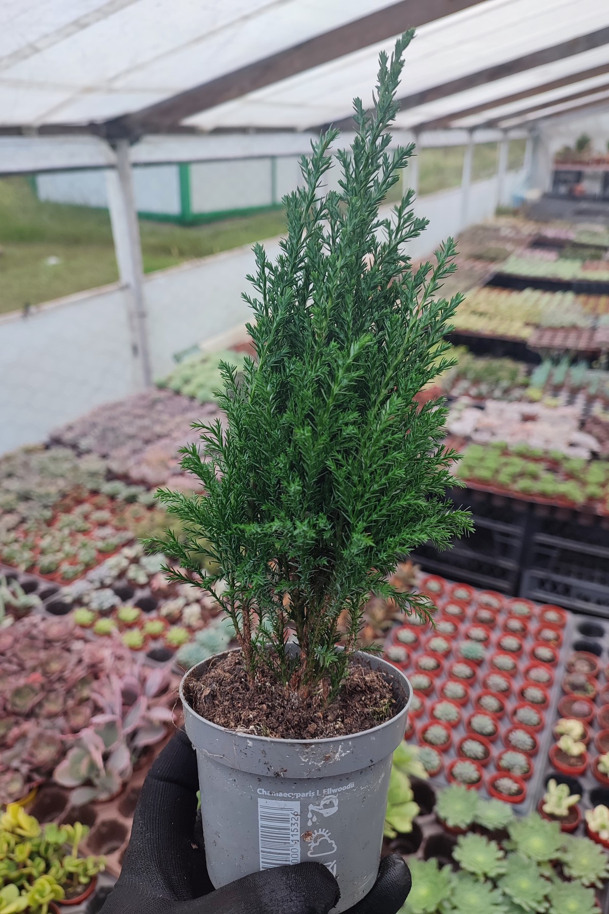 IMG_20251201_160615 Chamaecyparis law ellwoodii Bodur Çam - Görsel 1