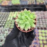 Echeveria Marcus