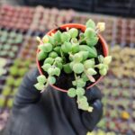 Senecio Rowleyanus Variegata