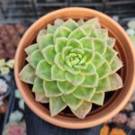 Echeveria Gilva Red