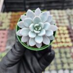 Graptoveria Lulu