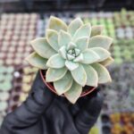Graptoveria Pikruz