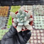 Echeveria Spica