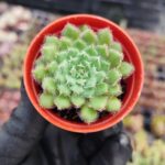 Echeveria scorpio