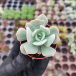 Echeveria exotic