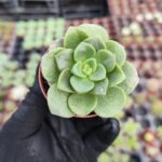 Aeonium Lily Pad