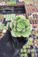 Aeonium Lily Pad