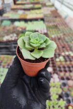 Aeonium Lily Pad - Görsel 2