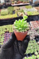 Echeveria Marcus - Görsel 2