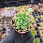 Echeveria Marcus