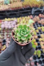 Echeveria Marcus