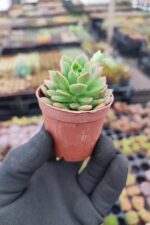 Echeveria Marcus - Görsel 2