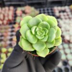 Aeonium Lily Pad