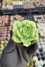 Aeonium Lily Pad