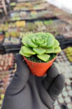 Aeonium Lily Pad - Görsel 2