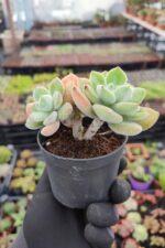 Echeveria Pulvinata Frosty - Görsel 2