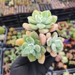 Echeveria Pulvinata Frosty