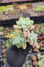 Echeveria Pulvinata Frosty