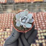 Graptoveria Lulu