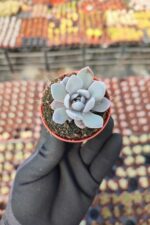 Graptoveria Lulu