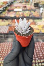 Graptoveria Lulu - Görsel 2