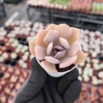 Echeveria exotic