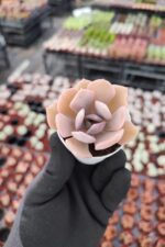 Echeveria exotic