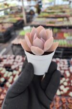 Echeveria exotic - Görsel 2