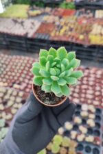 Echeveria Marcus - Görsel 2