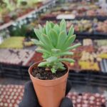 Echeveria Marcus