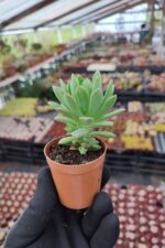 Echeveria Marcus