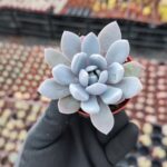 Graptoveria Lulu