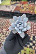 Graptoveria Lulu